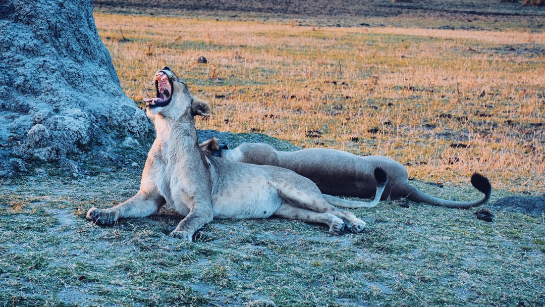 The Malawi Beach - Safari Experience 3