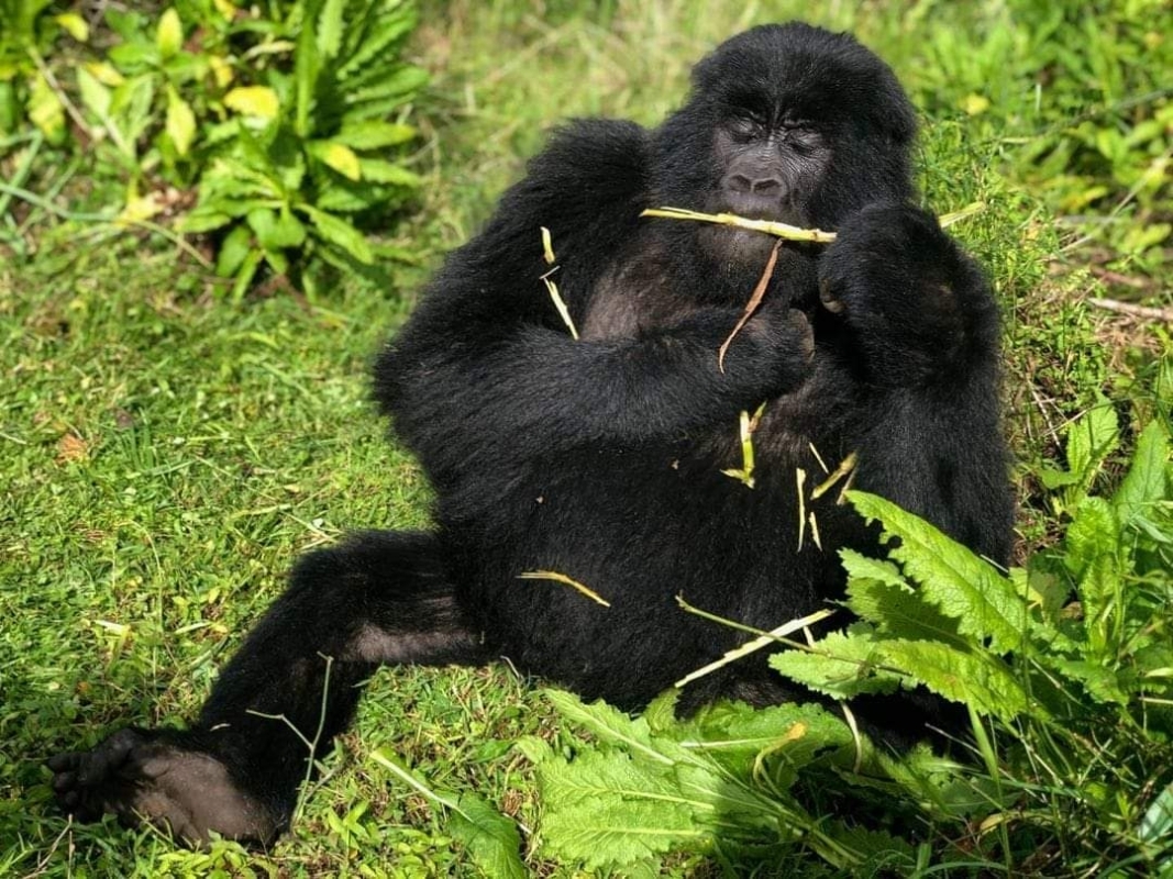 Uganda Ultimate Primates & Safari Experience – 10 Days of Exclusive Encounters 3