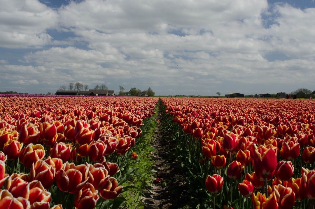 Amazing Benelux 7
