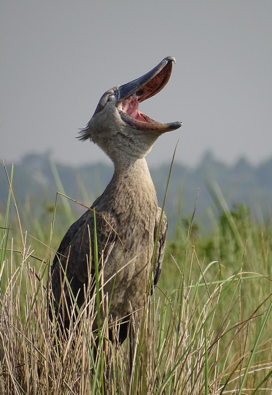 Uganda Through the Lens – 8 Days of Primate, Culture & Birding Photography 1