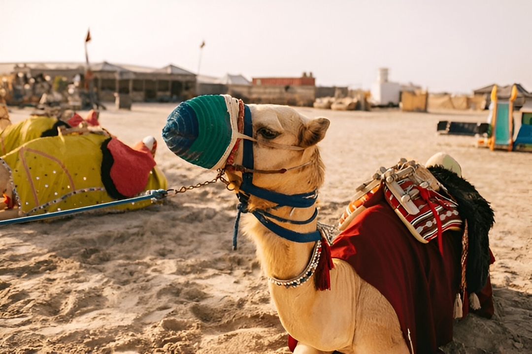 Half Day Desert Safari Qatar Adventure | Dune Bashing & Inland Sea Tour-Doha 3