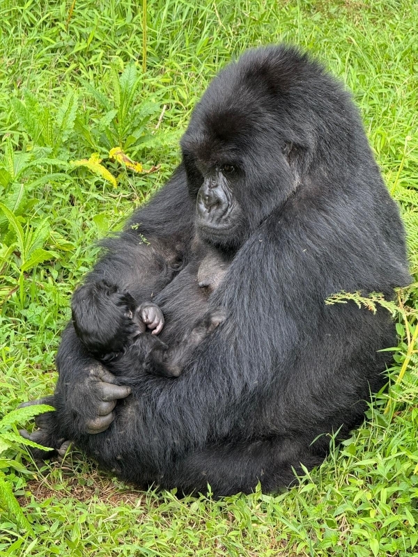 Into the mist & Gold –Gorilla & Golden monkey adventure Uganda 4 days  3
