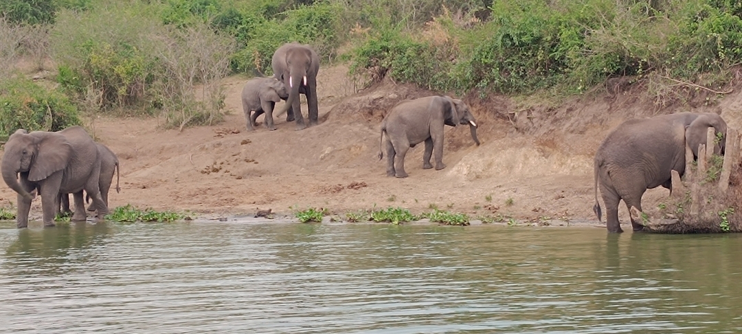 5 Days – 4 Nights Safari to Queen Elizabeth & Semuliki National Parks (with optional Fort Portal city experience 4
