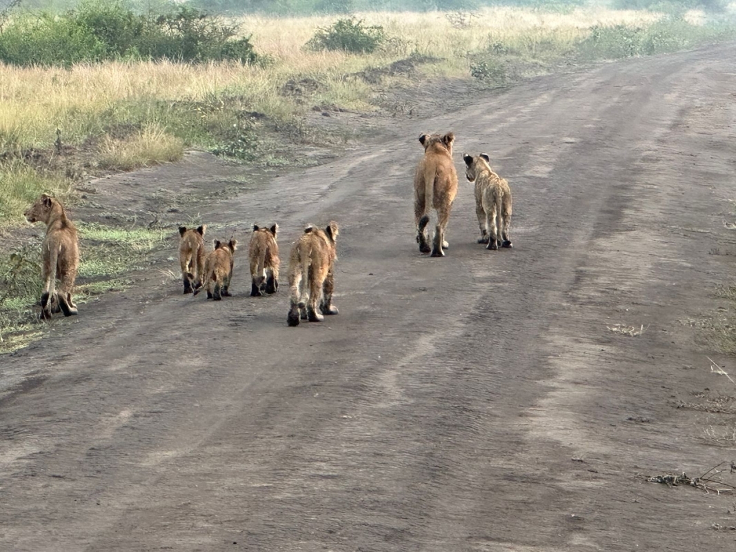 5 Days – 4 Nights Safari to Queen Elizabeth & Semuliki National Parks (with optional Fort Portal city experience 5