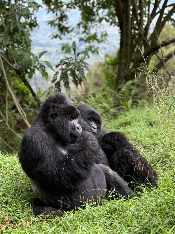 Primate Encounters & Highland Adventures – 9 Days Safari & Nile Thrill 3