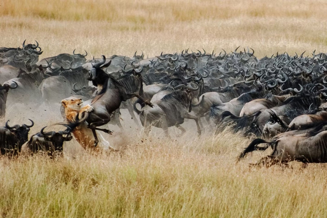 5 Days Ngorongoro Crater to Serengeti Plains Adventure 3