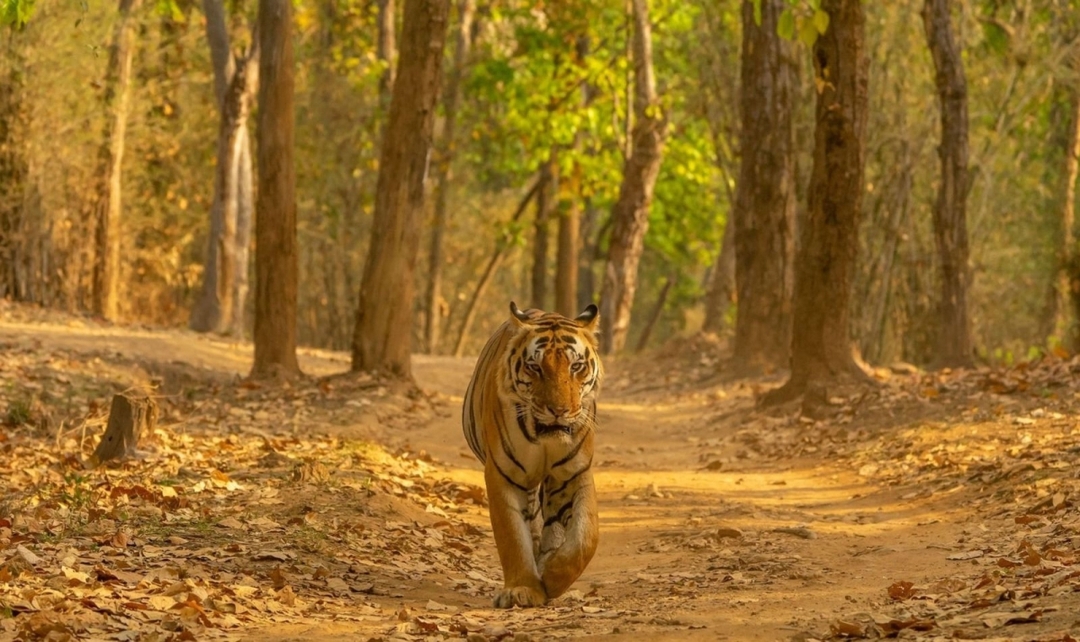 10 Days Rajasthan & Wildlife 6