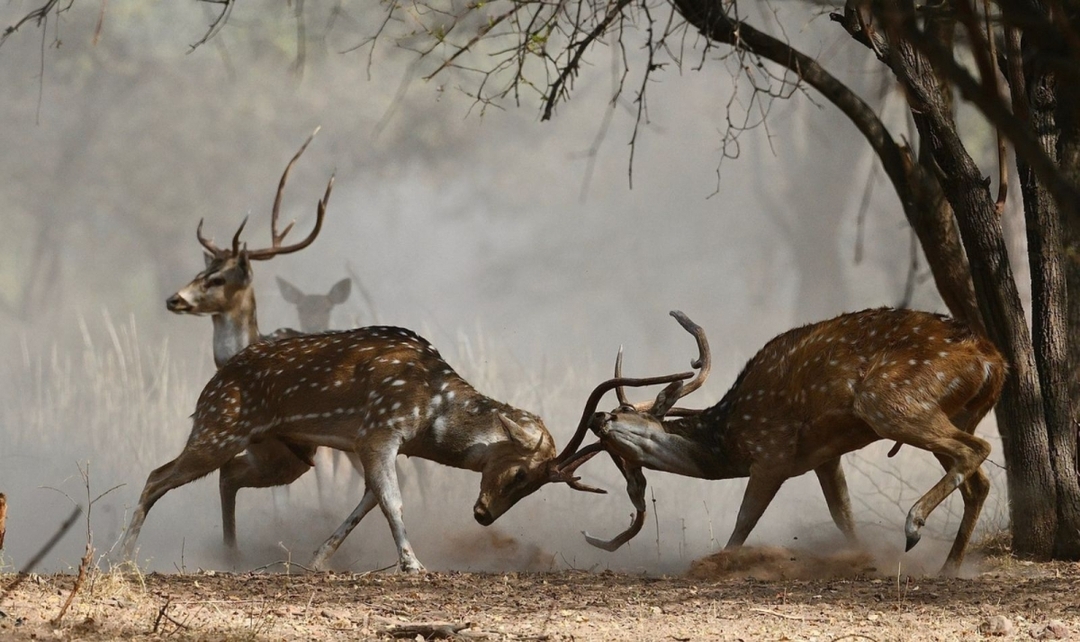 10 Days Rajasthan & Wildlife 7