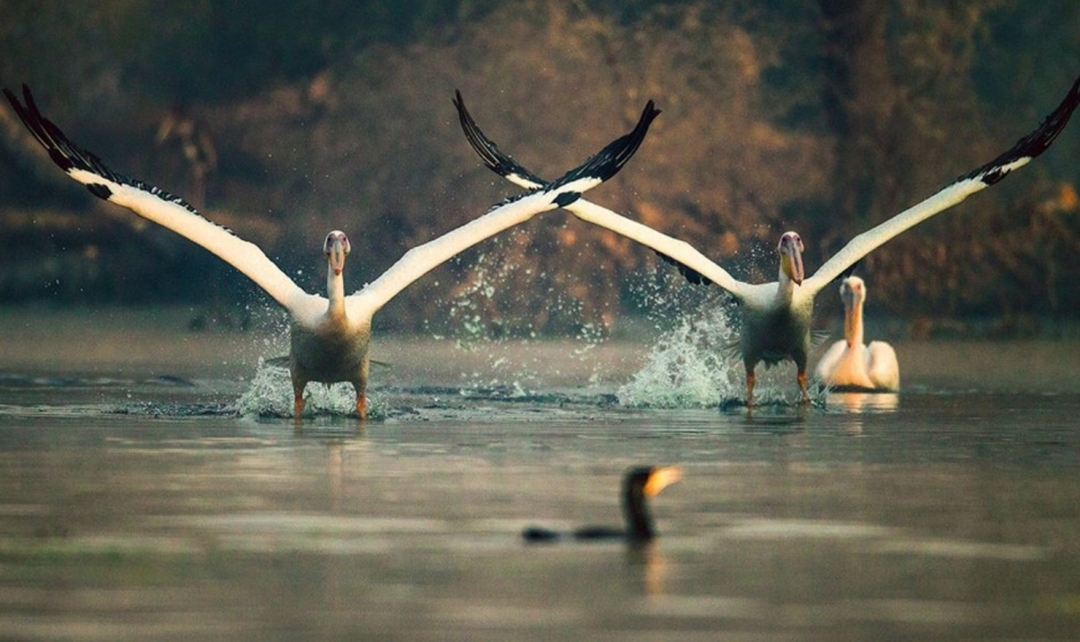 10 Days Rajasthan & Wildlife 8