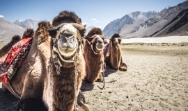 Land of the Lamas