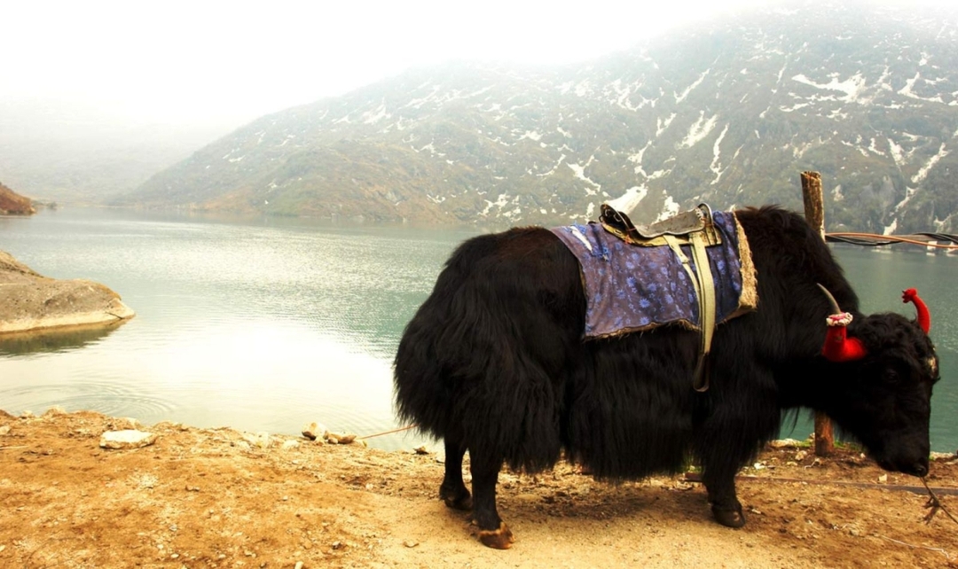 Scenic Sikkim, Darjeeling to Gangtok 10