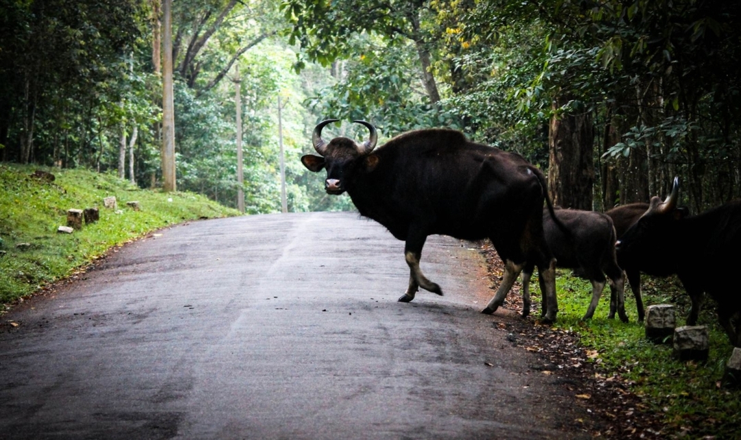 Kerala Beaches, Backwaters & Wildlife Experience 6