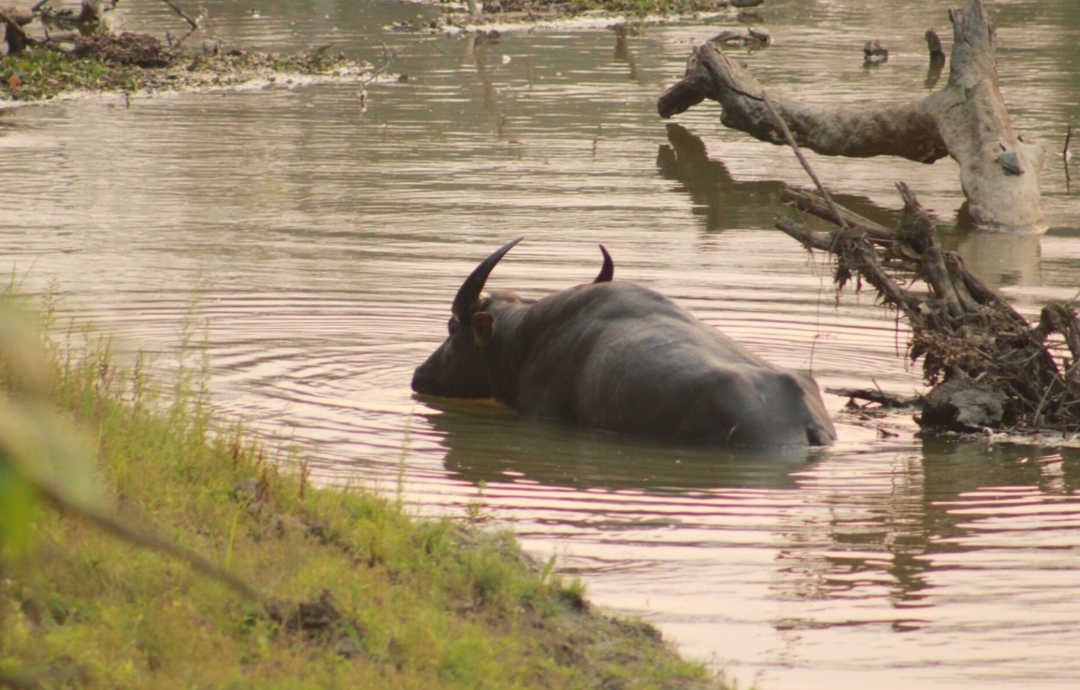 North to East India with Taj & Kaziranga Experience 4