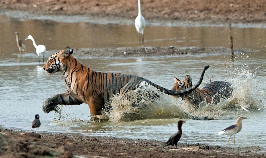 North to East India with Taj & Kaziranga Experience 5