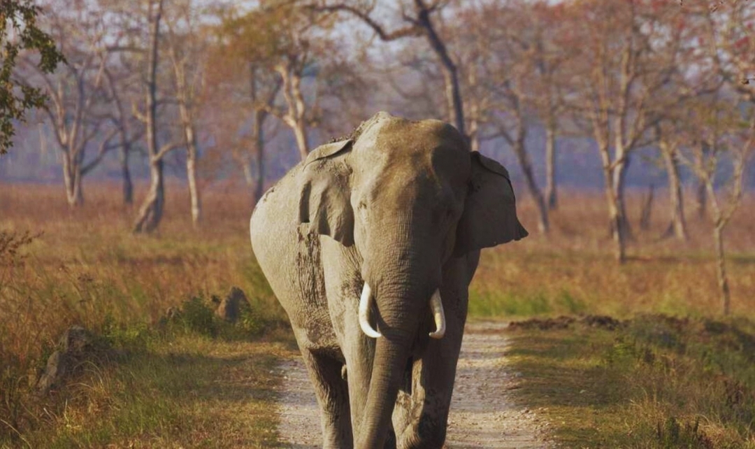 North to East India with Taj & Kaziranga Experience 10
