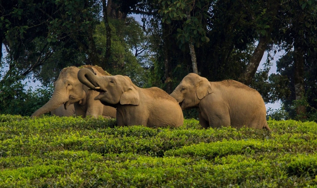 Kerala Panorama Experience 1