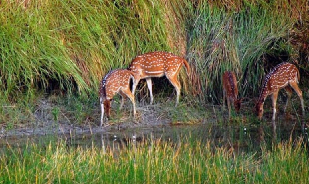 Exotic India, Mumbai, Pench Tiger Safari & Shimla Hills 2
