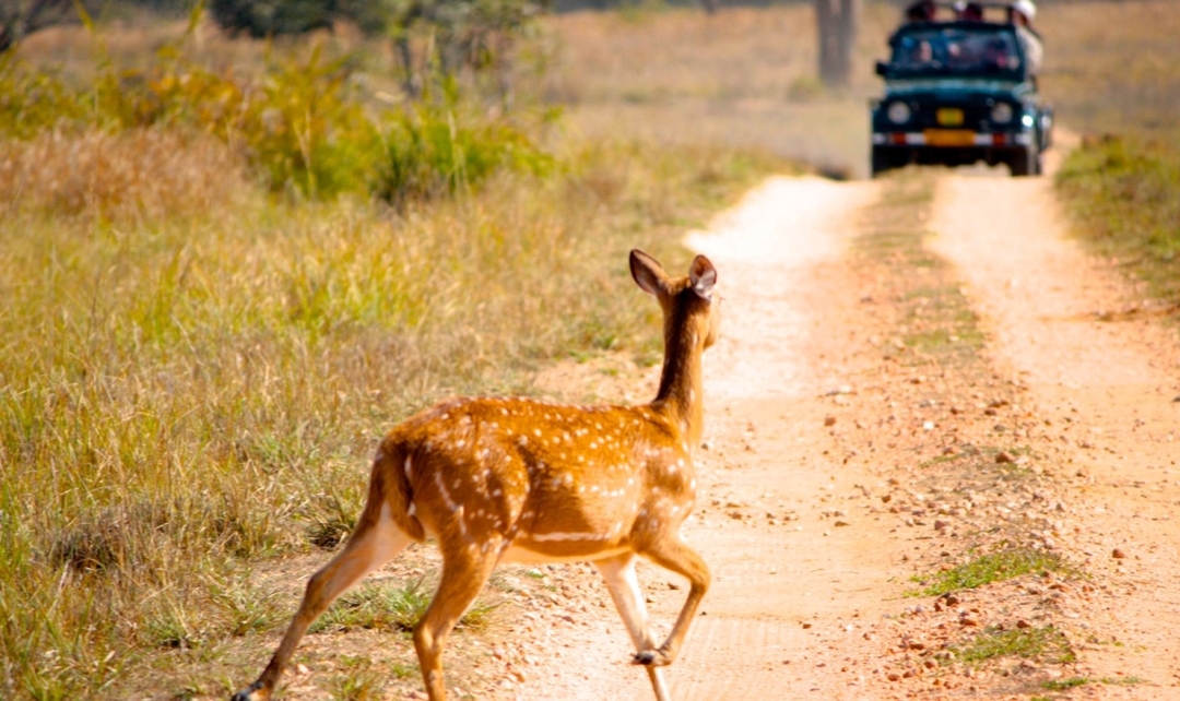 Bandhavgarh, Kanha, Pench Tiger Safari & Taj Experience 7