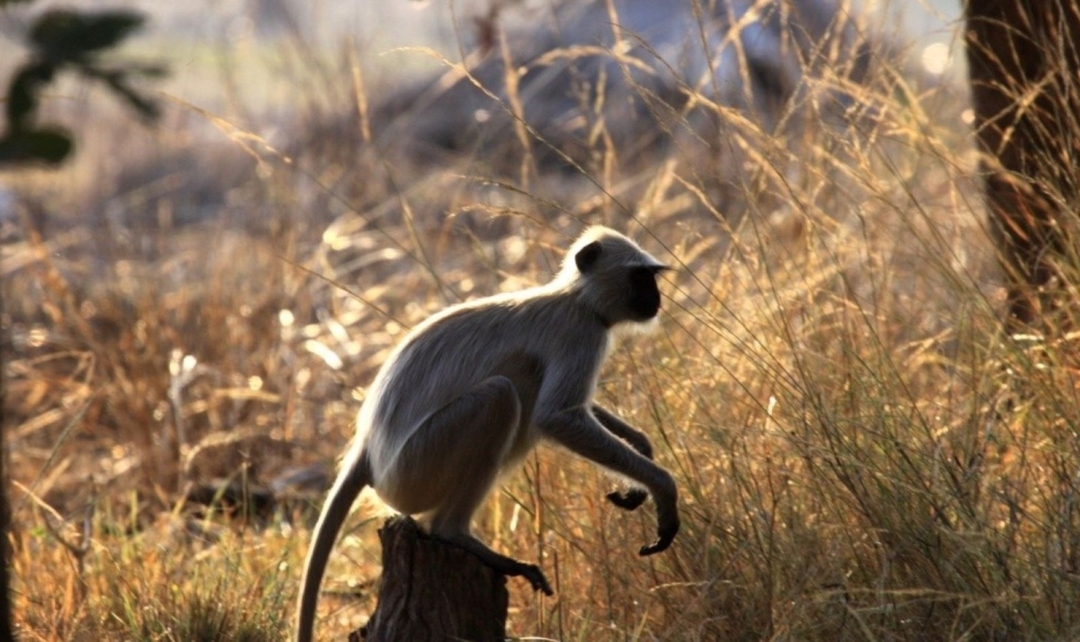Bandhavgarh, Kanha, Pench Tiger Safari & Taj Experience 8