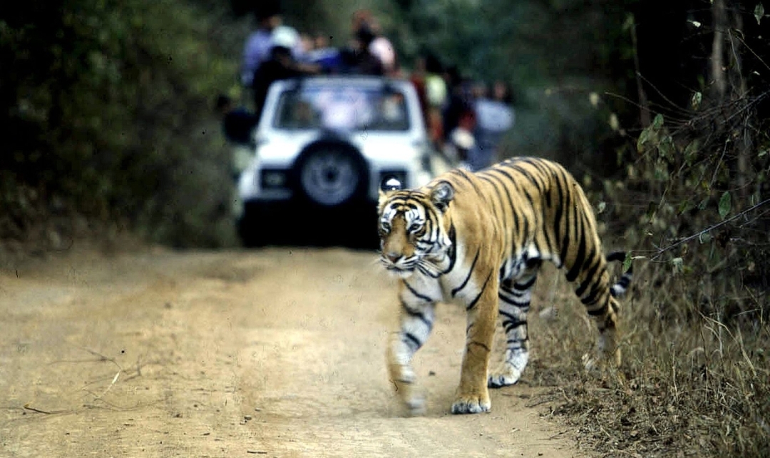 India Tiger Safari Experience, Ranthambore & Bandhavgarh 1