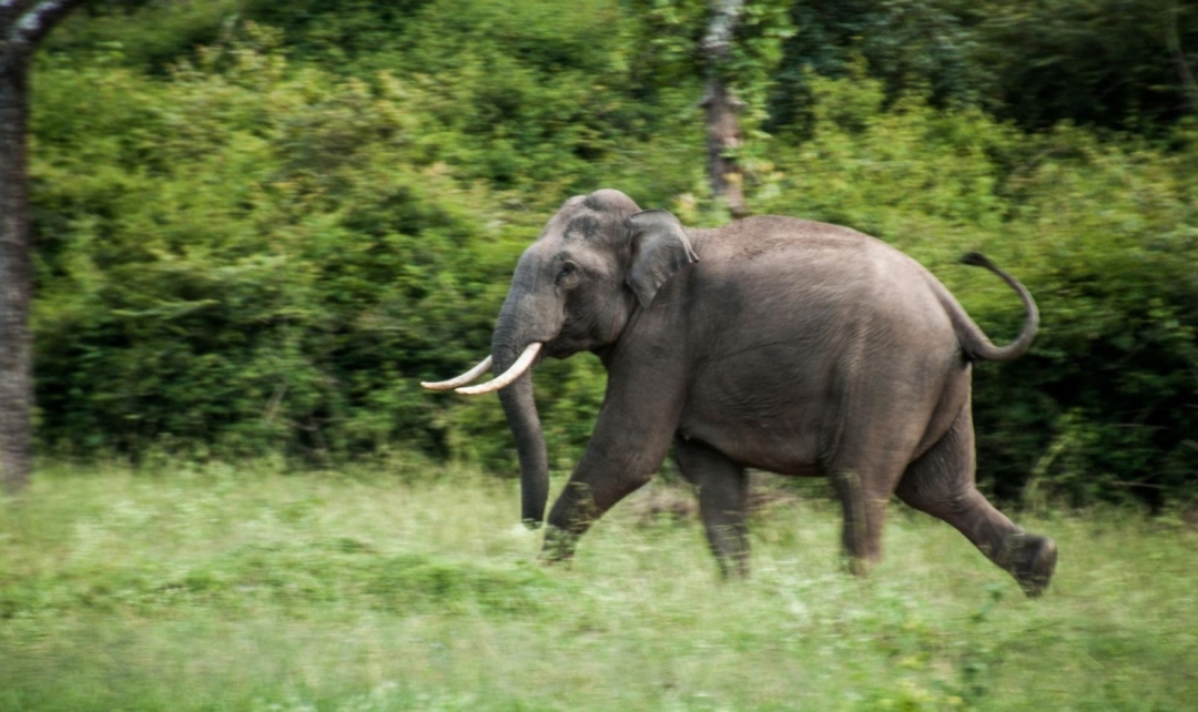India Tiger Safari Experience, Ranthambore & Bandhavgarh 4