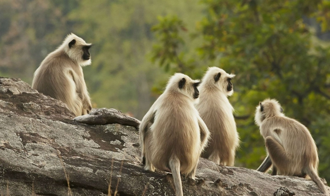 India Tiger Safari Experience, Ranthambore & Bandhavgarh 7