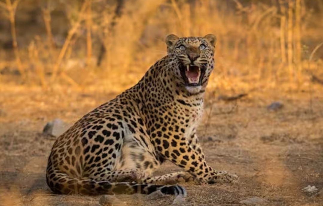 Luxury Rajasthan & Ranthambore Tiger Safari Experience 7