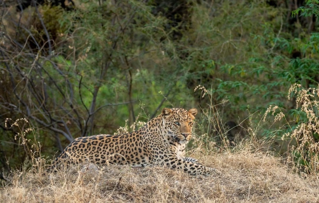 Luxury Rajasthan & Ranthambore Tiger Safari Experience 8