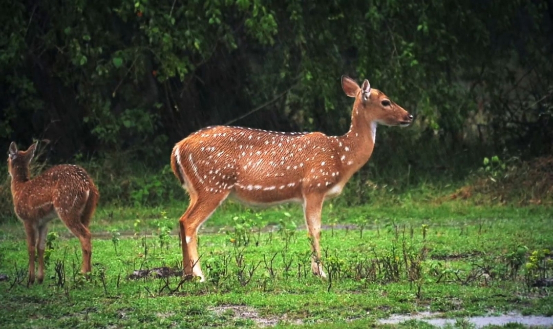 Luxury Rajasthan & Ranthambore Tiger Safari Experience 10