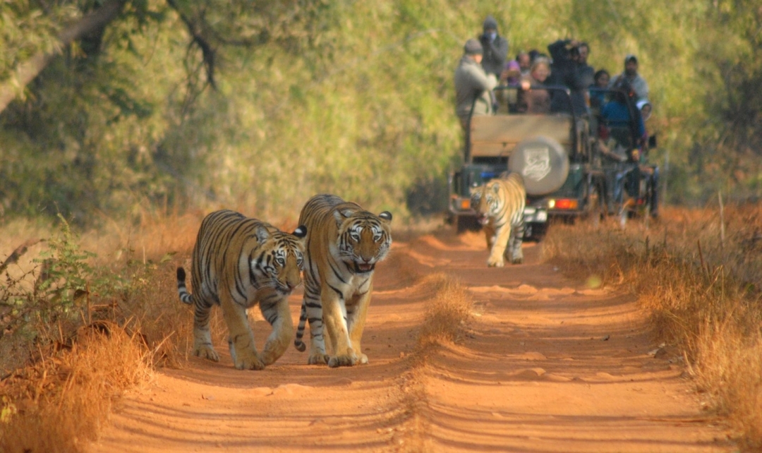 Bandhavgarh & Kanha National Park Tiger Safari Experience 2
