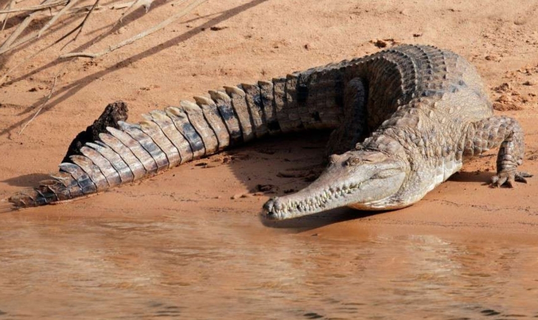 Bandhavgarh & Kanha National Park Tiger Safari Experience 4