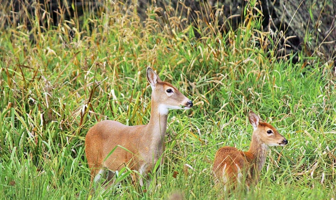 Bandhavgarh & Kanha National Park Tiger Safari Experience 5