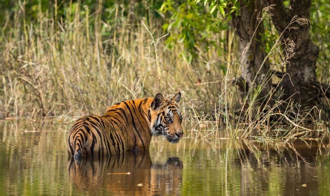 Bandhavgarh & Kanha National Park Tiger Safari Experience 6
