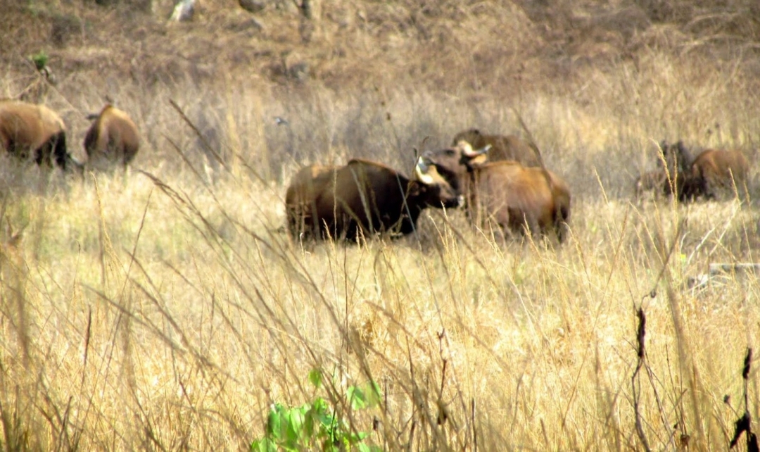Bandhavgarh & Kanha National Park Tiger Safari Experience 7