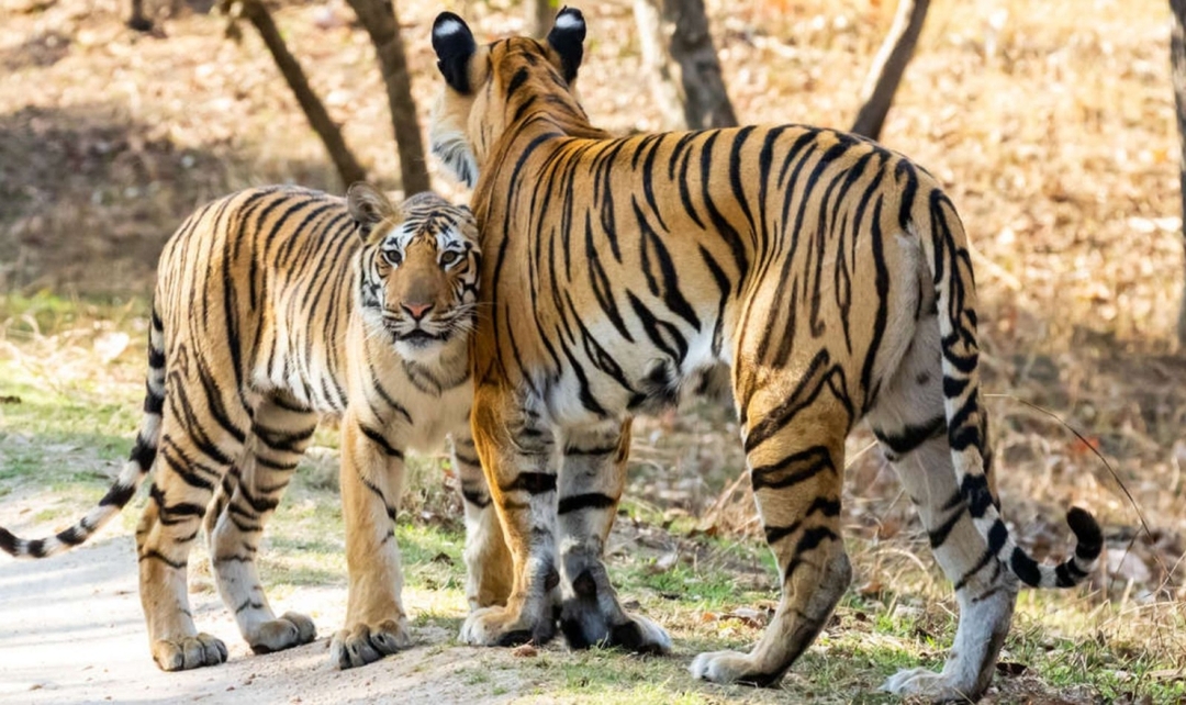 Pench, Kanha Tiger Safari & India Temple Treasures 6