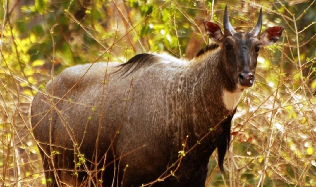 Pench, Kanha Tiger Safari & India Temple Treasures 7