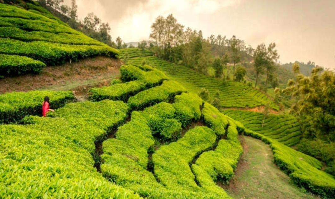 Karnataka to Kerala Wildlife & Backwaters 5