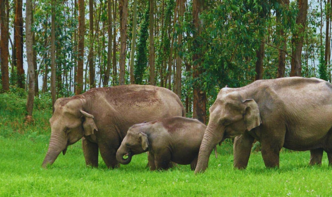 Karnataka to Kerala Wildlife & Backwaters 6