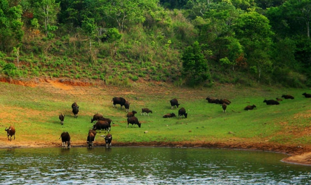 Karnataka to Kerala Wildlife & Backwaters 8