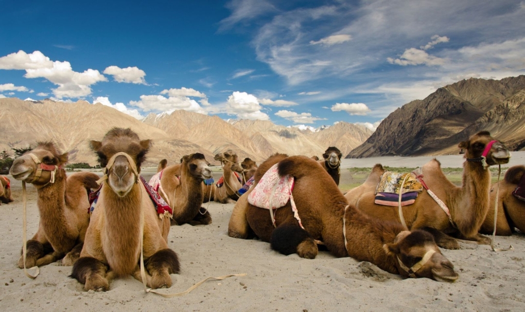 Beautiful Ladakh 5