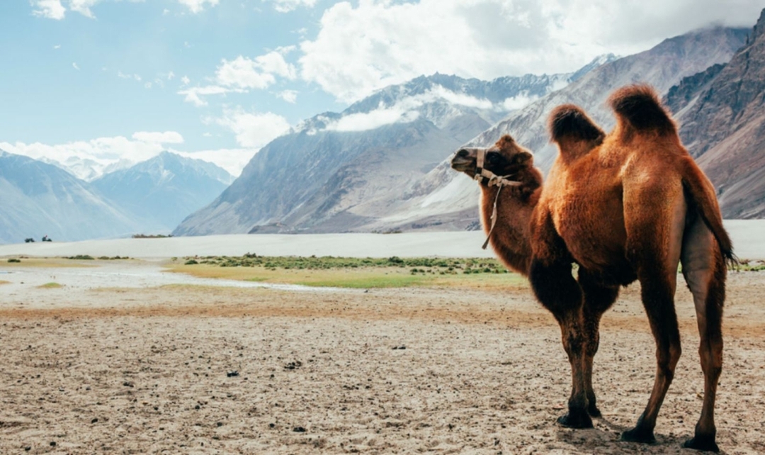 Leh & Ladakh Panorama Tour 8