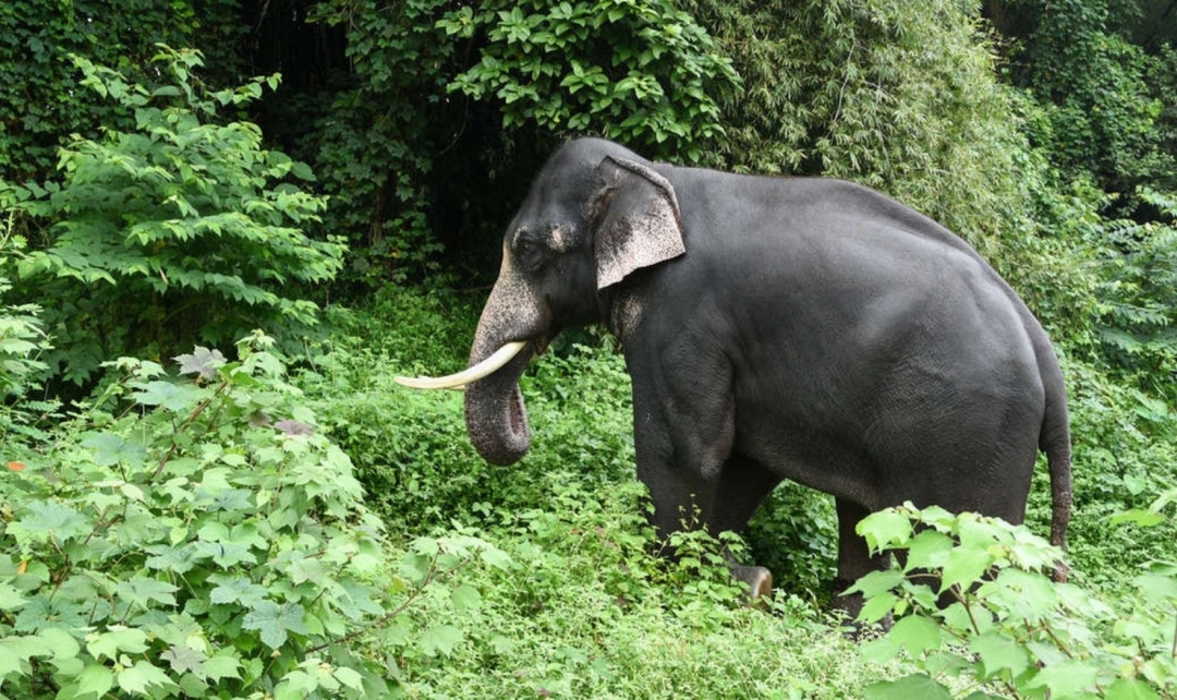Amazing Kerala 6