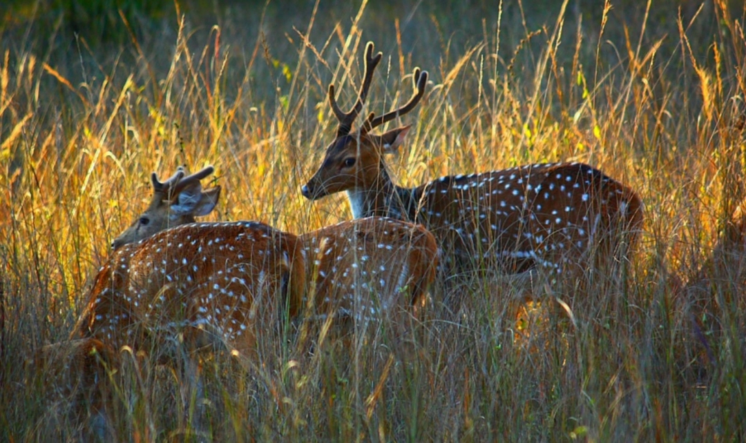 Golden Triangle Tour with Bandhavgarh 8