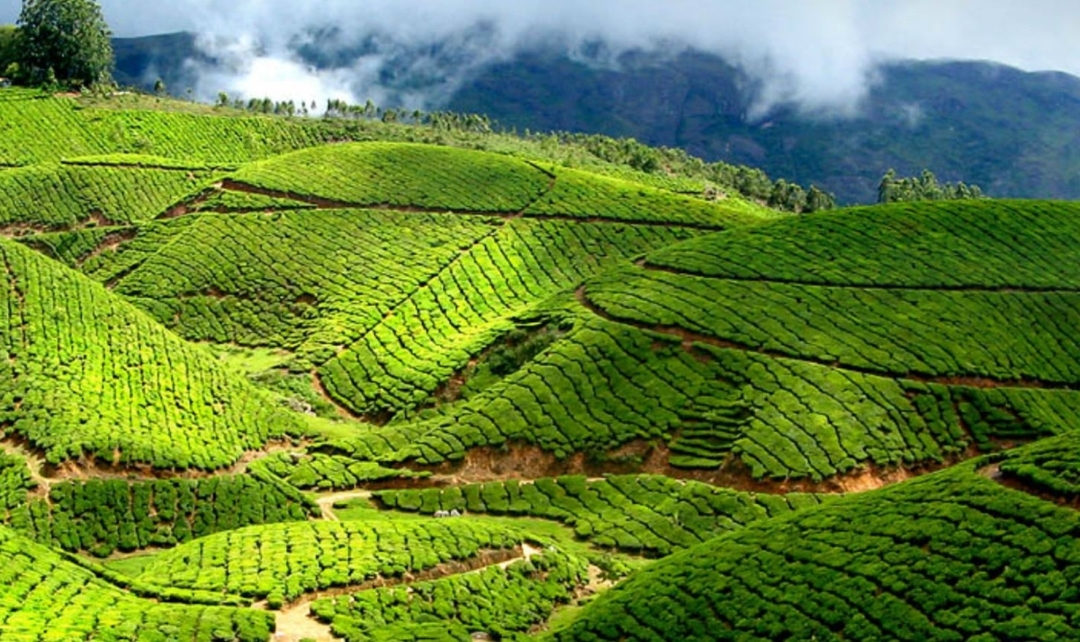 Tour of Kerala 8