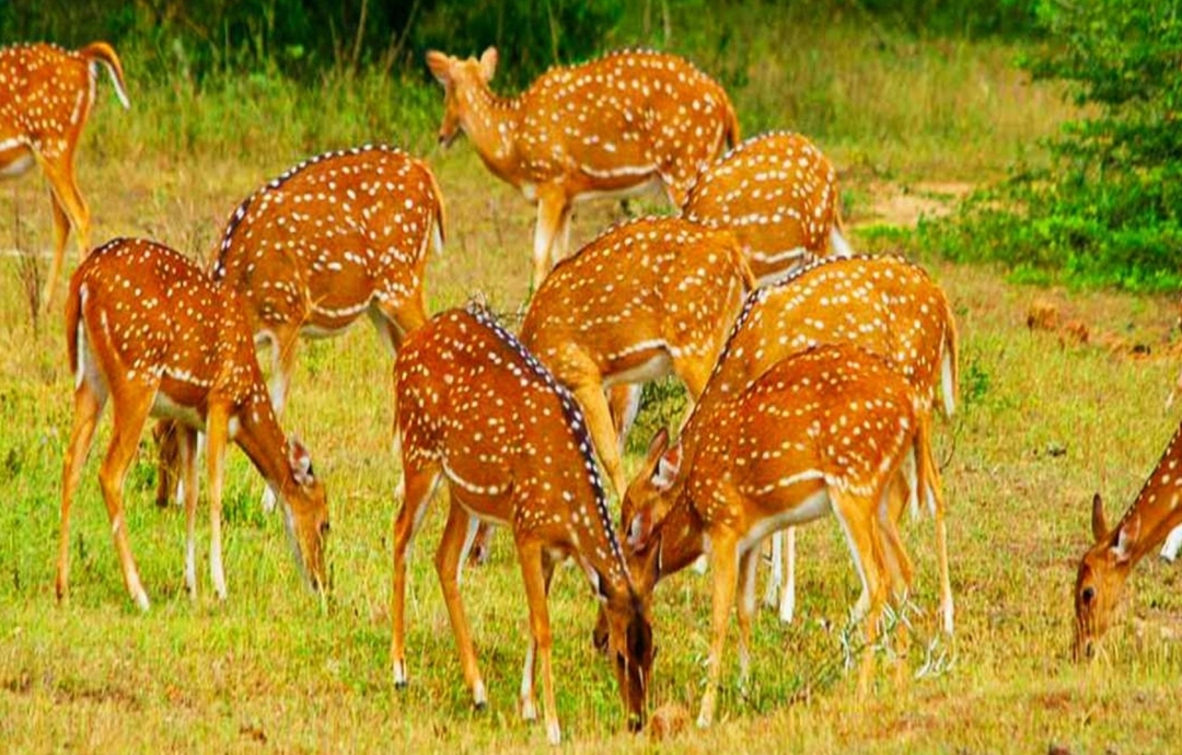 Sri Lanka, Wonders of the Wild 4