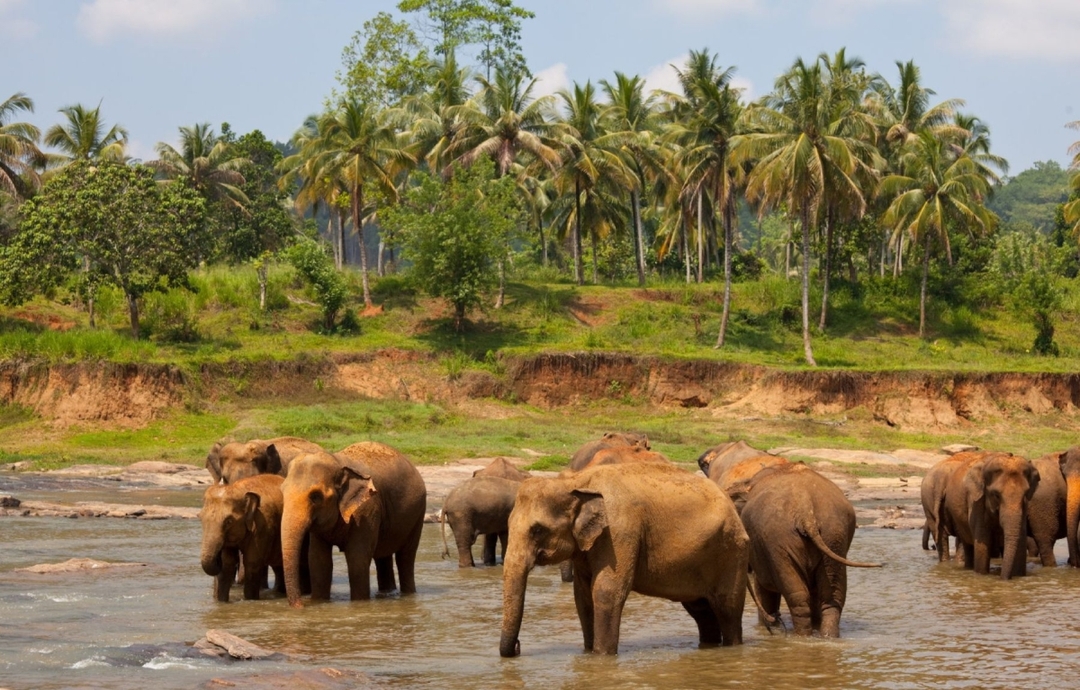 Treasures of Sri Lanka 2