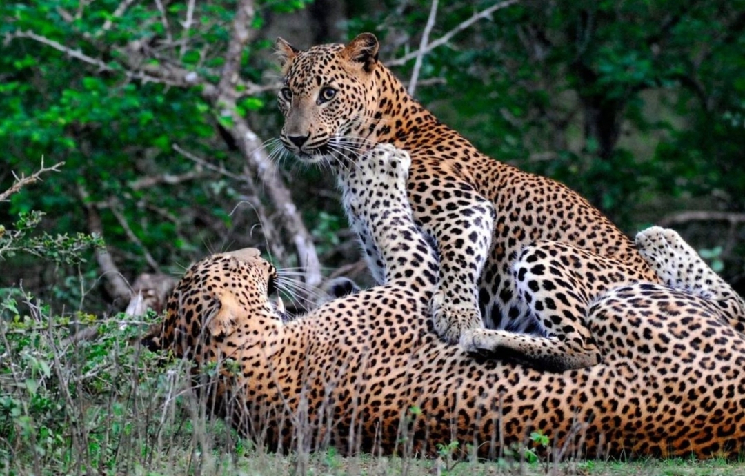 Treasures of Sri Lanka 9