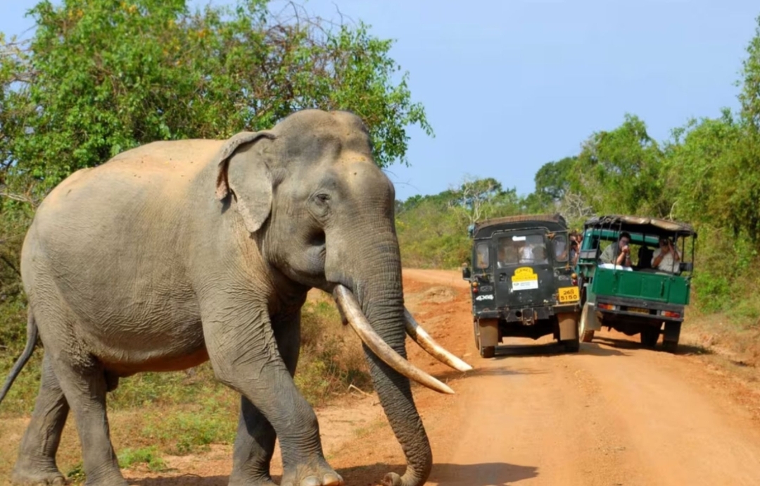 Treasures of Sri Lanka 10