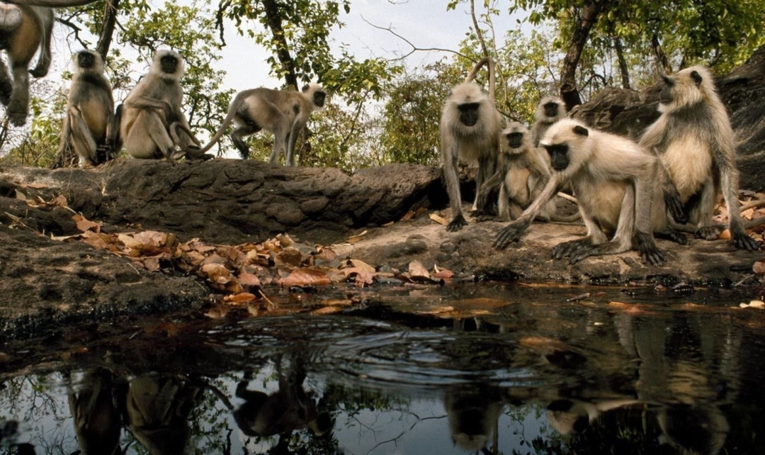India Highlights and Ranthambore Tiger Safari 6