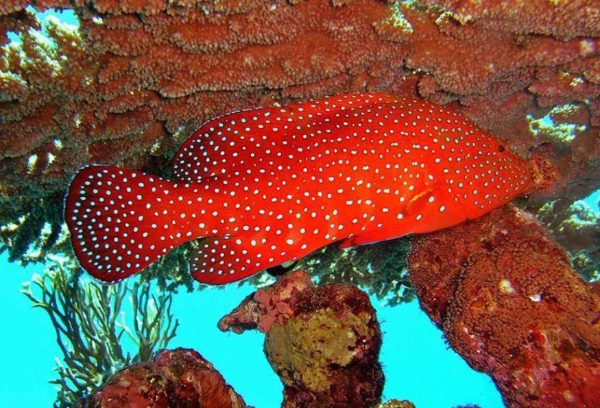 Antalya Aquarium Tour – Skip the Line & Explore the World’s Longest Tunnel Aquarium 3
